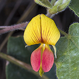 rhynchosia monophylla